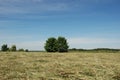 Hay meadow with trees