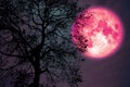 hay moon on night sky back over silhouette dark forest Royalty Free Stock Photo