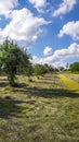 Hay in an Orchard