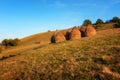 Hay piles on field at countryside in autumn. Heap of haystack with green grass and trees on background. Royalty Free Stock Photo