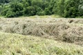 Hay raked into windrows