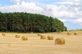Hay rolls on the field Royalty Free Stock Photo