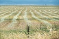 Hay rows in a field, Northern California ranch Royalty Free Stock Photo