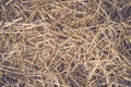 Hay seamless background. Yellow dry autumn grass on the ground. The texture of hay Royalty Free Stock Photo