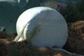 Hay silage wrapped in foil that is infused with enzymes to help promote fermentation