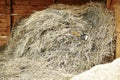 Hay in the stable. farm cattle breeding. Royalty Free Stock Photo