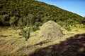 Hay stack on a field nearby a plum trees orchard - Image . Close-up of a single big haystack near green forest in summer season Royalty Free Stock Photo