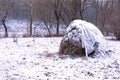 Hay stack winter forest