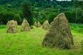 Hay stacks aerating on a wooden frame in a patch of green pasture. Curtea de Arges, Romania. Royalty Free Stock Photo
