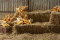 Corn stark in barn house