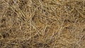 Hay or straw background texture Royalty Free Stock Photo