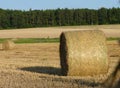 Hay Straw Bales on the Field, Blue Sky and Forest Background Royalty Free Stock Photo