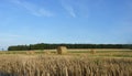 Hay Straw Bales on the Stubble Field, Blue Sky and Forest Backg Royalty Free Stock Photo