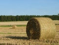 Hay Straw Bales on the Stubble Field, Blue Sky and Forest Background Royalty Free Stock Photo