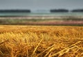 Hay straw stack on field Royalty Free Stock Photo