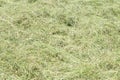 Hay texture. Hay bales are stacked in large stacks. Harvesting in agriculture Royalty Free Stock Photo