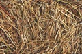 Hay texture. Dried grass background.