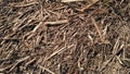 Hay texture. Harvesting in agriculture. Chips, wood chips and sawdust. Light straw background closeup. The concept of crops and