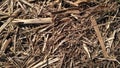 Hay texture. Harvesting in agriculture. Chips, wood chips and sawdust. Light straw background closeup. The concept of crops and