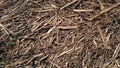 Hay texture. Harvesting in agriculture. Chips, wood chips and sawdust. Light straw background closeup. The concept of crops and