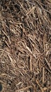 Hay texture. Harvesting in agriculture. Chips, wood chips and sawdust. Light straw background closeup. The concept of crops and