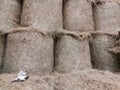 hay twisted into rolls, skirds in an agricultural barn. There's a cat in the corner. background hay