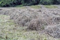 Hay windrow Royalty Free Stock Photo