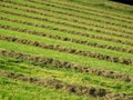 Hay windrows Royalty Free Stock Photo