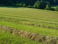 Hay windrows Royalty Free Stock Photo