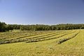 Hay windrows in a field