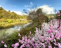 Hayakawa river in Hakone Japan with cherry trees in forefront Royalty Free Stock Photo