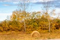 Haybales in fall fields. Wheatland County, Alberta, Canada Royalty Free Stock Photo