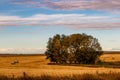 Haybales in fall fields. Wheatland County, Alberta, Canada Royalty Free Stock Photo