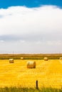 Haybales in a wheat field. Lethbridge County, Alberta, Canada Royalty Free Stock Photo