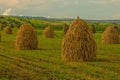 Haycocks Haystacks arranged in a field in the Bucovina