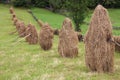 Haycocks Haystacks arranged in a field in the Bucovina region of Romania