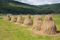 Haycocks Haystacks arranged in a field in the Bucovina region of Romania