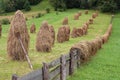 Haycocks Haystacks arranged in a field in the Bucovina region of Romania