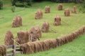 Haycocks Haystacks arranged in a field in the Bucovina region of Romania