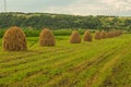 Haycocks Haystacks arranged in a field in the Bucovina
