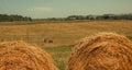 Hayfield. Hay harvesting Sunny autumn landscape. rolls of fresh dry hay in the fields. tractor collects mown grass. fields of