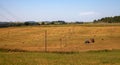 Hayfield. Hay harvesting Sunny autumn landscape. rolls of fresh dry hay in the fields. tractor collects mown grass. fields of Royalty Free Stock Photo