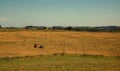 Hayfield. Hay harvesting Sunny autumn landscape. rolls of fresh dry hay in the fields. tractor collects mown grass. fields of Royalty Free Stock Photo