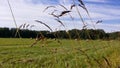 Hayfield landscape in bright sunshine with unmown grass in the foreground. Royalty Free Stock Photo