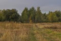 Hayfield. Meadow in the early autumn. Dry plants around. Green trees far away. Dark heaven with white clouuds above Royalty Free Stock Photo