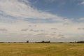 Hayfield. Meadow in the early autumn. Dry plants around. Green trees far away. Dark heaven with white clouuds above Royalty Free Stock Photo