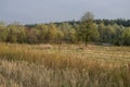 Hayfield. Meadow in the early autumn. Dry plants around. Green trees far away. Dark heaven with white clouuds above Royalty Free Stock Photo