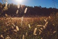 Hayfield In the Morning Sun Royalty Free Stock Photo