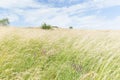 Hayfield on a sunny day Royalty Free Stock Photo