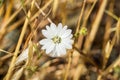 Hayfield Tarweed Hemizonia congesta wildflower, California